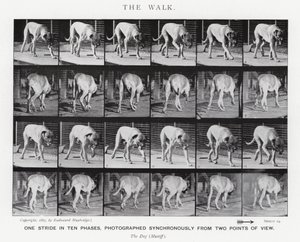 エドワード・マイブリッジザ・ウォーク」（モノクロ写真 作： Eadweard Muybridge