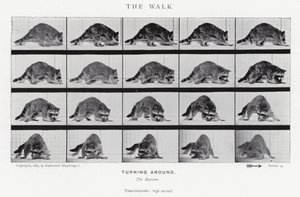 エドワード・マイブリッジザ・ウォーク」（モノクロ写真 作： Eadweard Muybridge