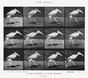 エドワード・マイブリッジザ・ウォーク」（モノクロ写真 作： Eadweard Muybridge