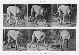 エドワード・マイブリッジザ・ウォーク」（モノクロ写真 作： Eadweard Muybridge