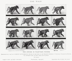 エドワード・マイブリッジザ・ウォーク」（モノクロ写真 作： Eadweard Muybridge