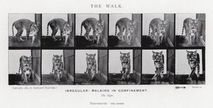 エドワード・マイブリッジザ・ウォーク」（モノクロ写真 作： Eadweard Muybridge