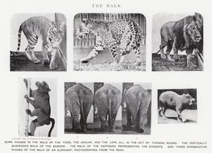 エドワード・マイブリッジザ・ウォーク」（モノクロ写真 作： Eadweard Muybridge