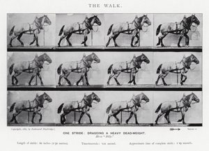 エドワード・マイブリッジ：ザ・ウォーク 作： Eadweard Muybridge