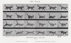エドワード・マイブリッジ：ザ・ウォーク 作： Eadweard Muybridge
