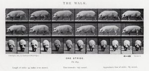 エドワード・マイブリッジ：ザ・ウォーク 作： Eadweard Muybridge