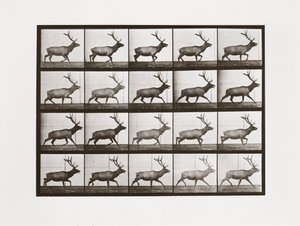 エルク、1887年、アニマルロコモーションのプレート692 作： Eadweard Muybridge