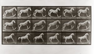 ロッカーの上の馬とバレルを転がしている馬、動物の移動からのプレート649、1887 作： Eadweard Muybridge