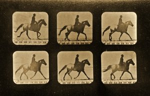 馬。不規則な「動物の移動」シリーズ、1881年 作： Eadweard Muybridge