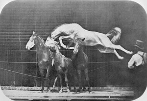 3頭の馬を飛び越える...栗の馬のホーネット、「動物の移動、動物の動きの連続する段階の電子写真による調査」、c.1872-85から 作： Eadweard Muybridge