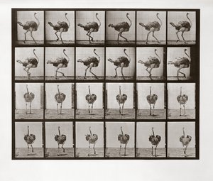 ダチョウランニング、動物の移動からのプレート772、1887 作： Eadweard Muybridge
