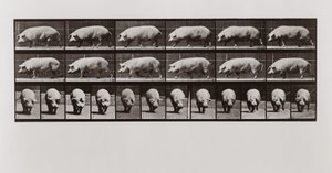 豚の歩行、Animal Locomotionのプレート673、1887 作： Eadweard Muybridge
