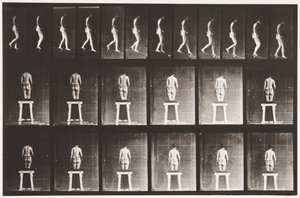 プレート118。下降傾斜 作： Eadweard Muybridge