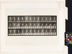 プレート11.ウォーキング 作： Eadweard Muybridge