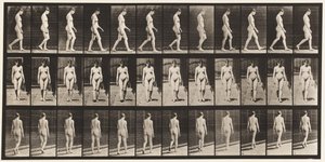 プレート13.ウォーキング、1872〜1885 作： Eadweard Muybridge