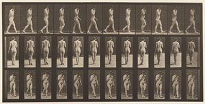 プレート14.ウォーキング、チン、1872-1885での右手 作： Eadweard Muybridge