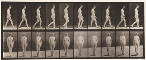 プレート15。ウォーキング 作： Eadweard Muybridge