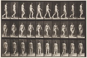 プレート16.ウォーキング、1872〜1885 作： Eadweard Muybridge