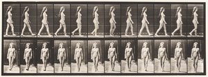 プレート17.ウォーキング、1872〜1885 作： Eadweard Muybridge