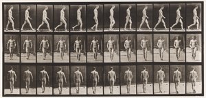 プレート1。ウォーキング 作： Eadweard Muybridge