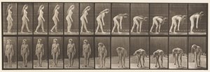 プレート204。ボールを拾うのをやめる 作： Eadweard Muybridge