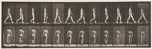 プレート2.ウォーキング、1872〜1885 作： Eadweard Muybridge