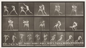 プレート331。ボクシング。クロスバトックのために停止 作： Eadweard Muybridge