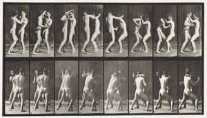 プレート341。ボクシング。オープンハンド 作： Eadweard Muybridge