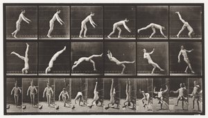プレート365。ヘッドスプリング、干渉する空飛ぶ鳩 作： Eadweard Muybridge