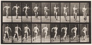 プレート3ウォーキング 作： Eadweard Muybridge