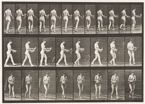 プレート43.歩く、流域から水をまき散らす、向きを変える 作： Eadweard Muybridge