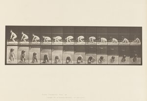 プレート 479子供、地面から立ち上がる 作： Eadweard Muybridge