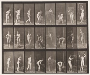 プレート499。かき集め、干し草、1872〜1885年 作： Eadweard Muybridge