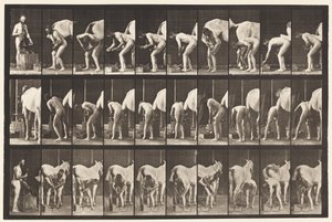 プレート508。馬の靴を履く 作： Eadweard Muybridge