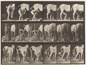 プレート509。馬の靴を履く 作： Eadweard Muybridge