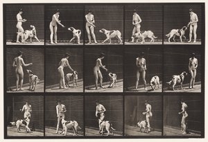 プレート 514犬の餌付け