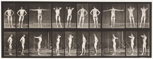 プレート529。さまざまなポーズ 作： Eadweard Muybridge