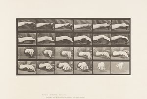 プレート532.手の動き;円を描く、1885
