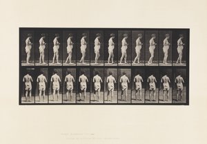 プレート542多発性脳脊髄硬化症 - ウォーキング 作： Eadweard Muybridge