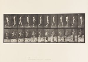 プレート551てんかん;ウォーキング、1885 作： Eadweard Muybridge