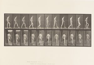 プレート554.運動失調症;ウォーキング、1885 作： Eadweard Muybridge