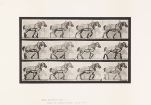 プレート565.Hauling;ダークグレーのベルギー馬Dusel 作： Eadweard Muybridge