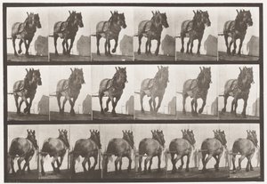 プレート566.Hauling; Dark-Gray Belgian Horse Dusel、1885 作： Eadweard Muybridge