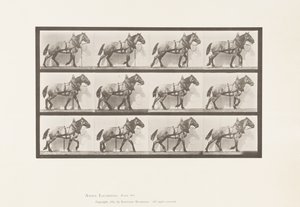 プレート567運搬; 1885年ダークグレーベルギー馬ビリー 作： Eadweard Muybridge