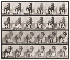 プレート568ダークグレーのベルギー馬「ビリー」の運搬作業 作： Eadweard Muybridge