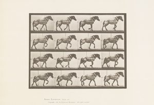 プレート569.Hauling; Dark-Gray Belgian Horse Hansel、1885 作： Eadweard Muybridge
