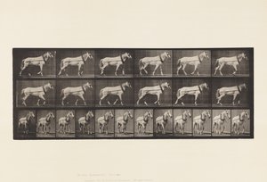 プレート571.Hauling; Light-Gray Mare Johnson、1885