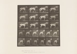 プレート572。引っ張られている頭;ライトグレイマーレ、1885