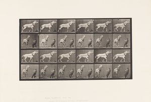 プレート573。運搬。頭を引っ張る男;ライトグレイマーレ、1885 作： Eadweard Muybridge
