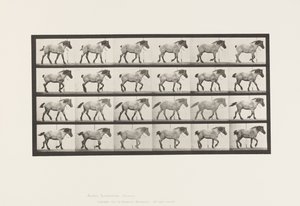 プレート574.ウォーキング;自由;ダークグレーのベルギー馬ヘンゼル、1885